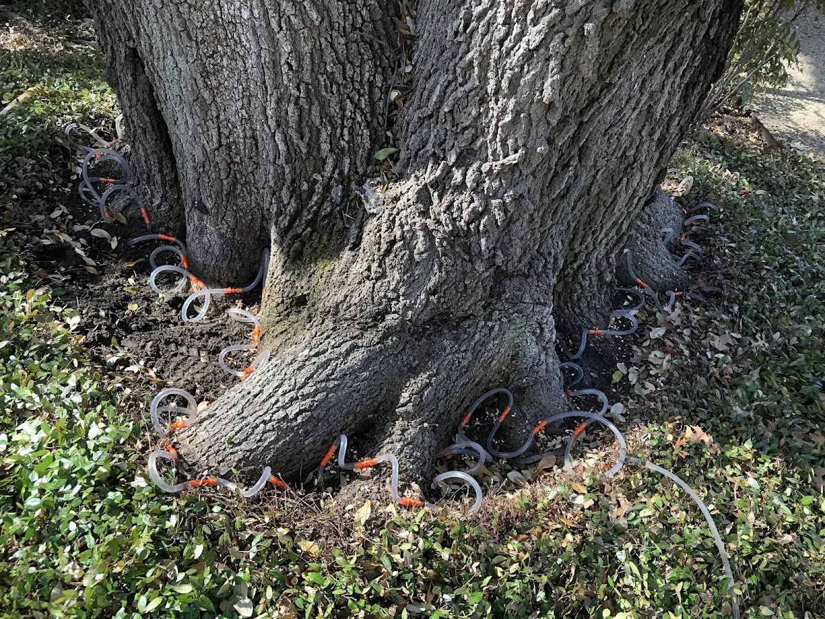 Detailed Tree Cabling and Bracing job site in Crumpton